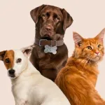 Icone Pet Style & Conforto