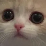Icone FIGURINHAS ;-;
