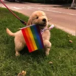 Foto do grupo Novo Amizade ou namoro 🏳️🌈
