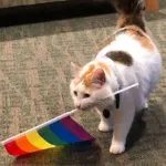 Icone LGBTS ✨🌺 YAGS BIS LÉSBICAS💋🥵