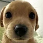 Icone _DIVUGACAO FF_