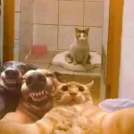 Imagem do grupo Gangue da diversao