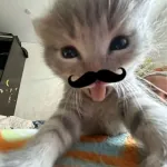 Foto do grupo https://chat.whatsapp.com/KeZbjVr1cCCCxJJpWZLXbd?s=cl&p=a&mlu=4&ilr=4