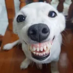 Foto do grupo Zueira ilimitada