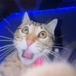 Icone animalszone
