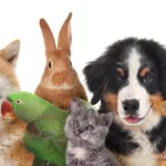 Imagem do grupo Receitas saudaveis para pets !