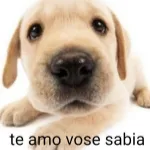 Imagem do grupo te amo vose sabia