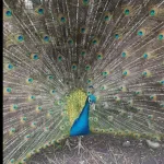 Icone Aves de brasil uruguay