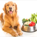 Icone 30 receitas saudaveis para pet