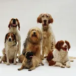 Foto do grupo 30 DICAS DE ALIMENTACAO PARA SEU PET