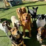 Icone Receitas Saudaveis para Pet