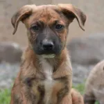 Icone receitas para seu pet