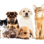 Foto do grupo +saude para seus pets