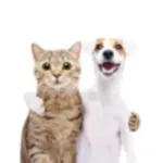 Icone Alimentacao dos Pets!