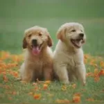 Icone Solucoes para seu pet