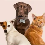 Imagem do grupo GOOD PETS
