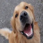 Icone Receitas saudaveis para pets