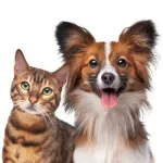Foto do grupo RECEITAS SAUDAVEIS PARA PETS