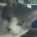 Icone Como cuidar dos seus pets