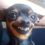 Imagem do grupo Mae, to no WhatsApp