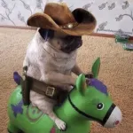 Imagem do grupo The specials 100