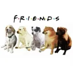 Foto do grupo Baguncinha