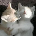 Imagem do grupo GATINHO DA FAMILIA