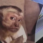 Imagem do grupo Primatas da calistenia